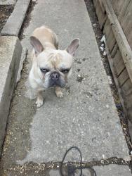 Found/Stray Male Dog last seen Near and maplewood, Chicago, IL 60629