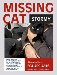Lost Male Cat last seen In the forest across the street, Port Moody, BC V3H 5J3