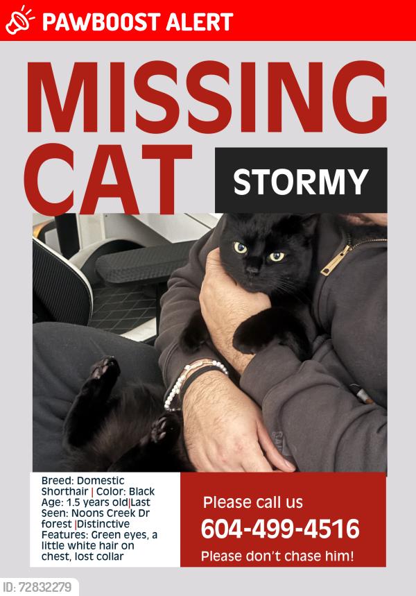 Lost Male Cat last seen In the forest across the street, Port Moody, BC V3H 5J3
