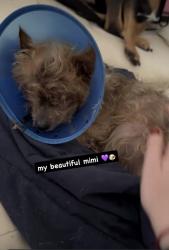 Lost Female Dog last seen Near s e timucuan rd summerfield , Summerfield, FL 34491