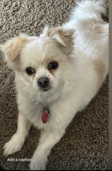 Lost Male Dog last seen Turner Way and Heathcliff, Mansfield, TX 76063