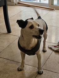 Found/Stray Male Dog last seen Northern Heights Subdivision , San Antonio, TX 78217