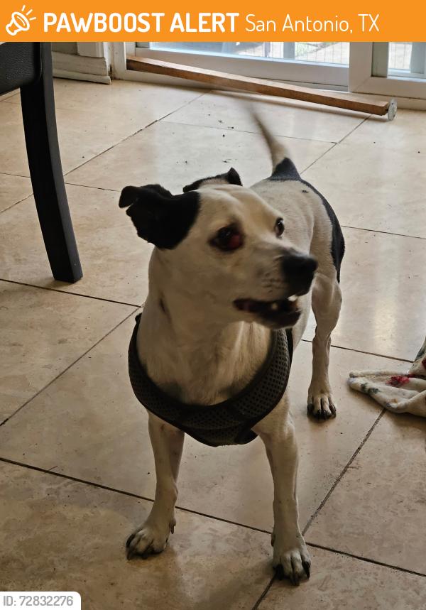 Found/Stray Male Dog last seen Northern Heights Subdivision , San Antonio, TX 78217