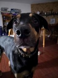 Lost Male Dog last seen Elam, Shepherd , Balch Springs, TX 75180
