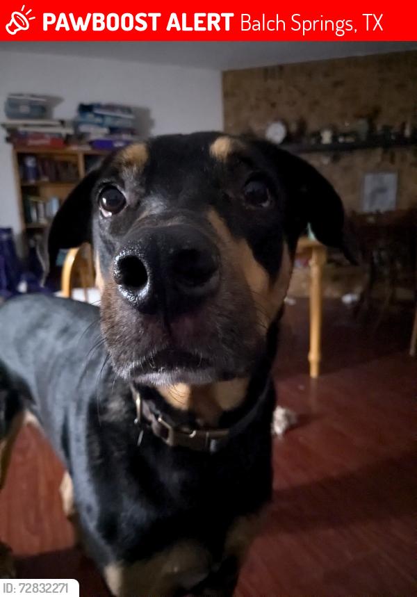 Lost Male Dog last seen Elam, Shepherd , Balch Springs, TX 75180