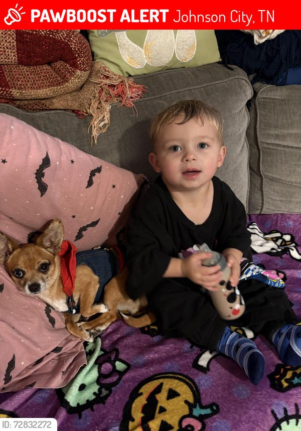 Lost Female Dog last seen Montgomery street not far from science hill , Johnson City, TN 37604