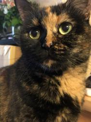Lost Female Cat last seen Athelney Street past school, Greater London, England SE6