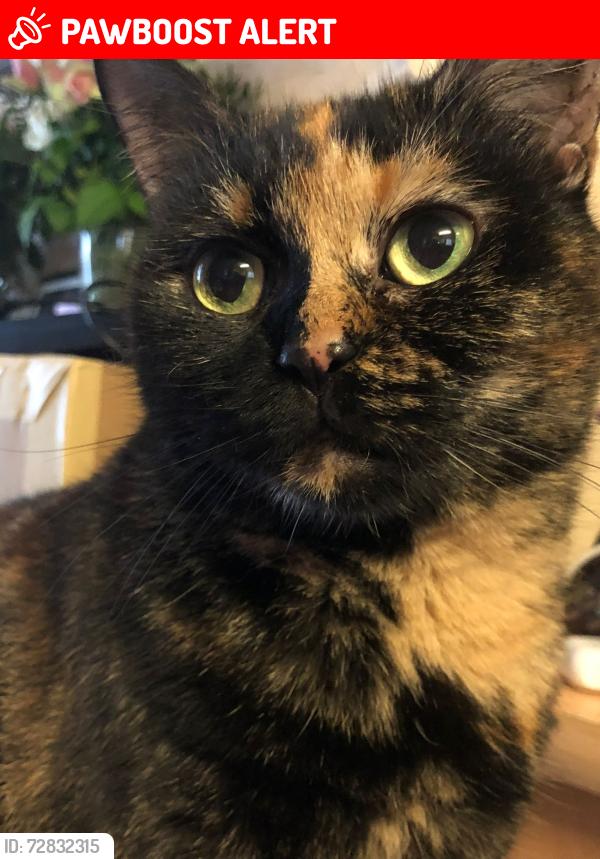Lost Female Cat last seen Athelney Street past school, Greater London, England SE6
