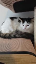 Found/Stray Female Cat last seen S 35th st and College Ave, Franklin, WI 53221