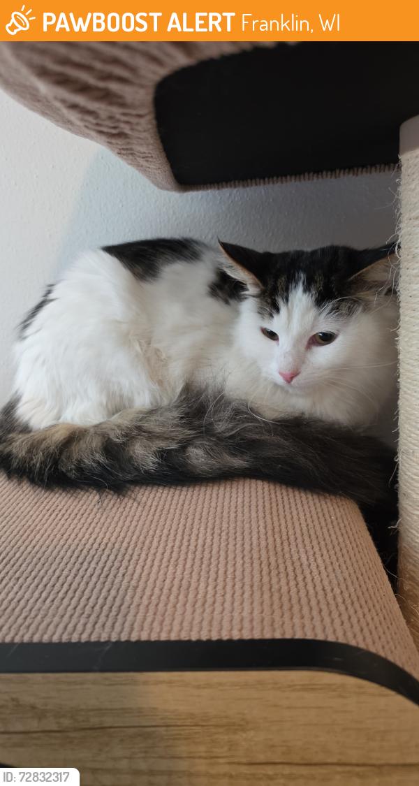 Found/Stray Female Cat last seen S 35th st and College Ave, Franklin, WI 53221