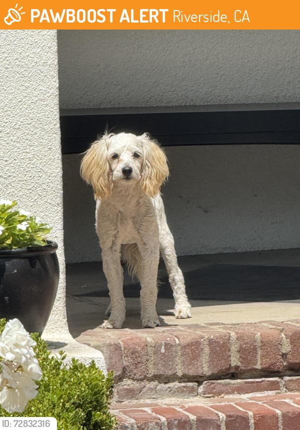 Found/Stray Unknown Dog last seen Magnolia and Chapman, Riverside, CA 92506