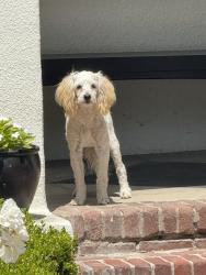 Found/Stray Unknown Dog last seen Magnolia and Chapman, Riverside, CA 92506