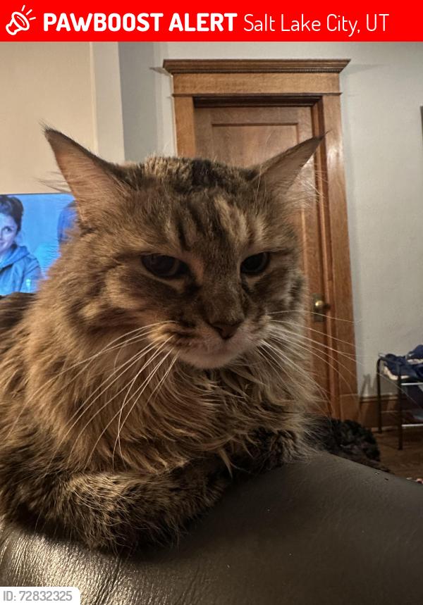 Lost Female Cat last seen 8th Ave B street, Salt Lake City, UT 84103