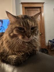 Lost Female Cat last seen 8th Ave B street, Salt Lake City, UT 84103