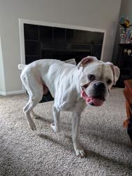 Found/Stray Male Dog last seen apmt complex parking lot, North Charleston, SC 29406
