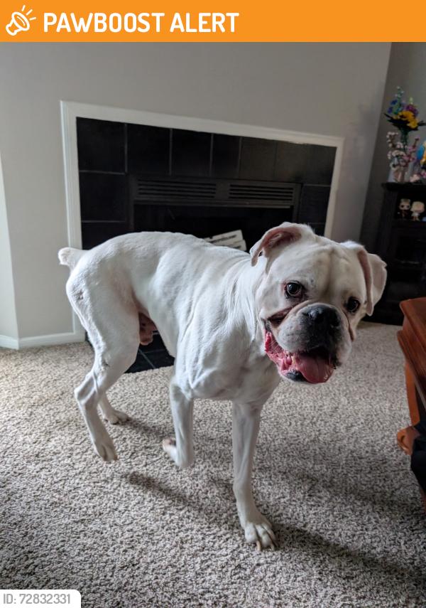 Found/Stray Male Dog last seen apmt complex parking lot, North Charleston, SC 29406