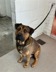 Shelter Stray Male Dog last seen Near BLOCK E. HUFF ST, San Bernardino, CA 92401