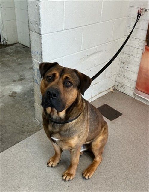 Shelter Stray Male Dog last seen Near BLOCK E. HUFF ST, San Bernardino, CA 92401