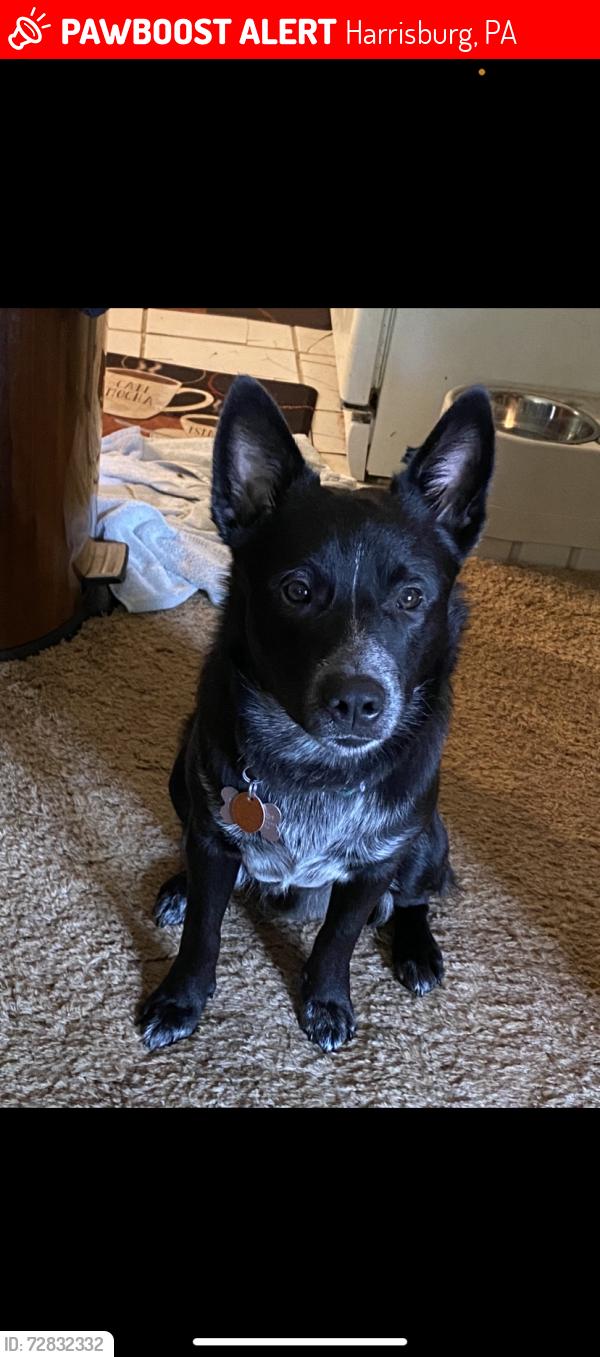 Lost Male Dog last seen Cumberland street clearspring md, Harrisburg, PA 17101