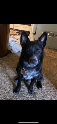 Lost Male Dog last seen Cumberland street clearspring md, Harrisburg, PA 17101