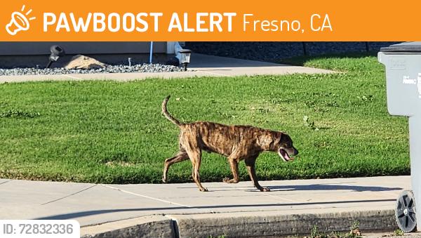 Found/Stray Male Dog last seen Butler and Apricot. Fresno. CA, Fresno, CA 93727