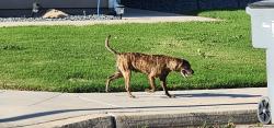 Found/Stray Male Dog last seen Butler and Apricot. Fresno. CA, Fresno, CA 93727