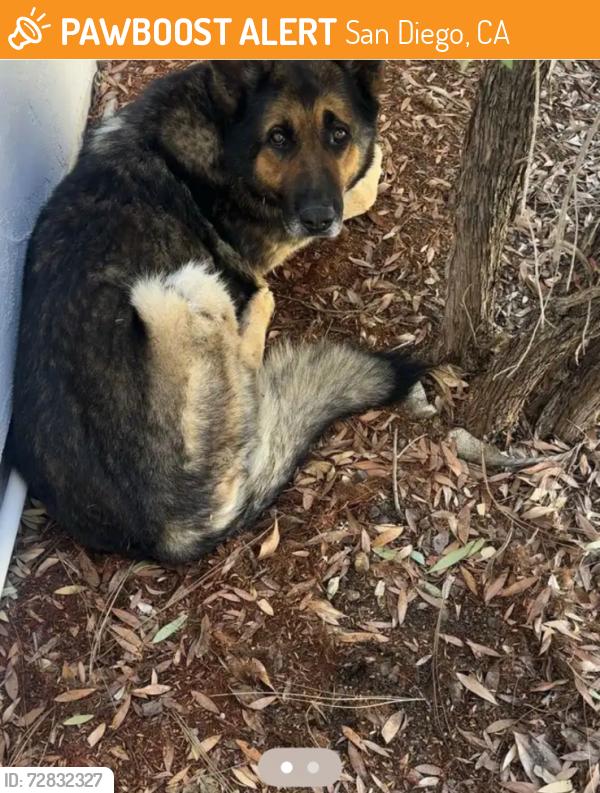 Found/Stray Male Dog last seen jackson dr, San Diego, CA 92119