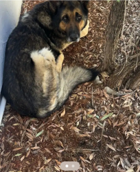 Found/Stray Male Dog last seen jackson dr, San Diego, CA 92119
