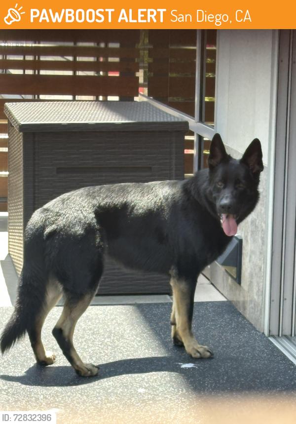 Found/Stray Male Dog last seen Torrey Reserve Office Complex, San Diego, CA 92130