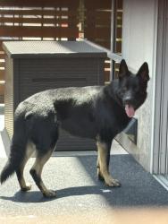 Found/Stray Male Dog last seen Torrey Reserve Office Complex, San Diego, CA 92130