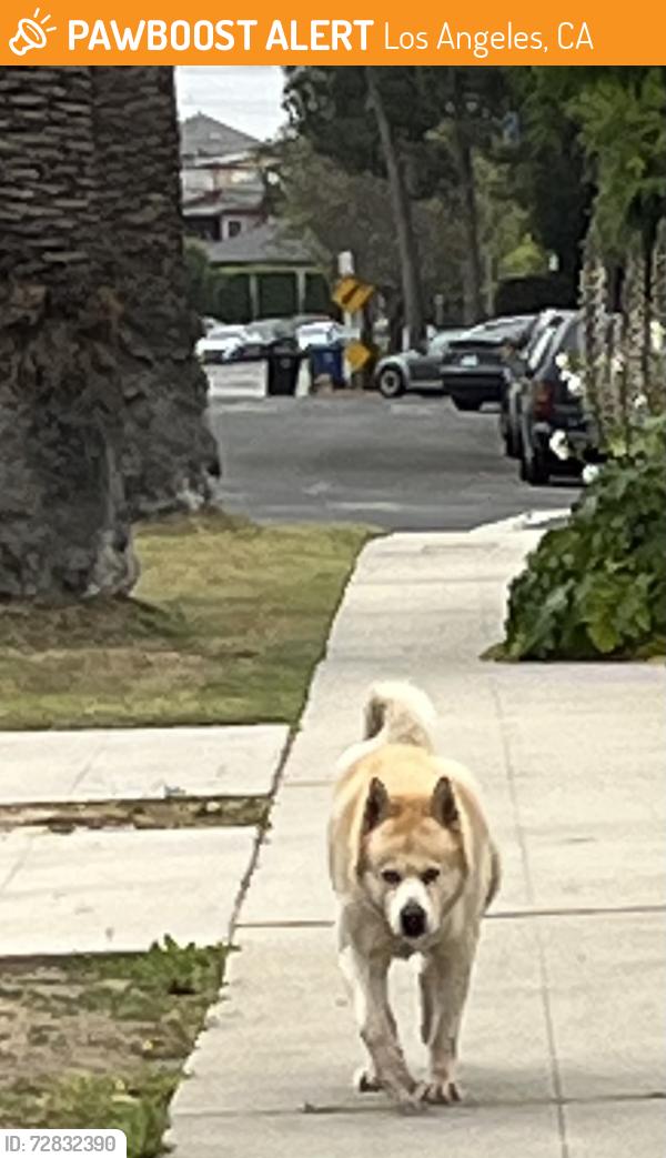 Found/Stray Male Dog last seen S. Genessee Ave. and Pickford Ave., Los Angeles, CA 90019