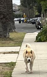 Found/Stray Male Dog last seen S. Genessee Ave. and Pickford Ave., Los Angeles, CA 90019