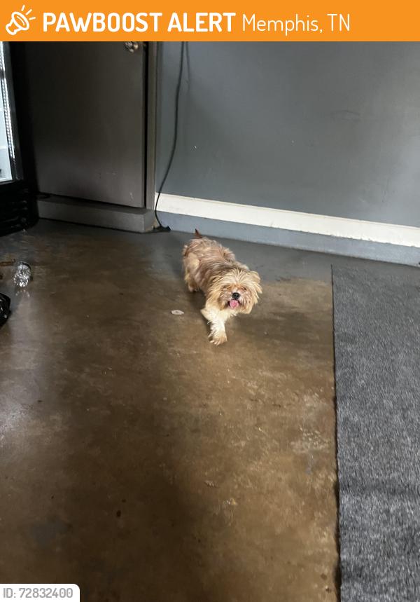 Found/Stray Unknown Dog last seen sycamore view, Memphis, TN 38134
