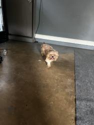 Found/Stray Unknown Dog last seen sycamore view, Memphis, TN 38134