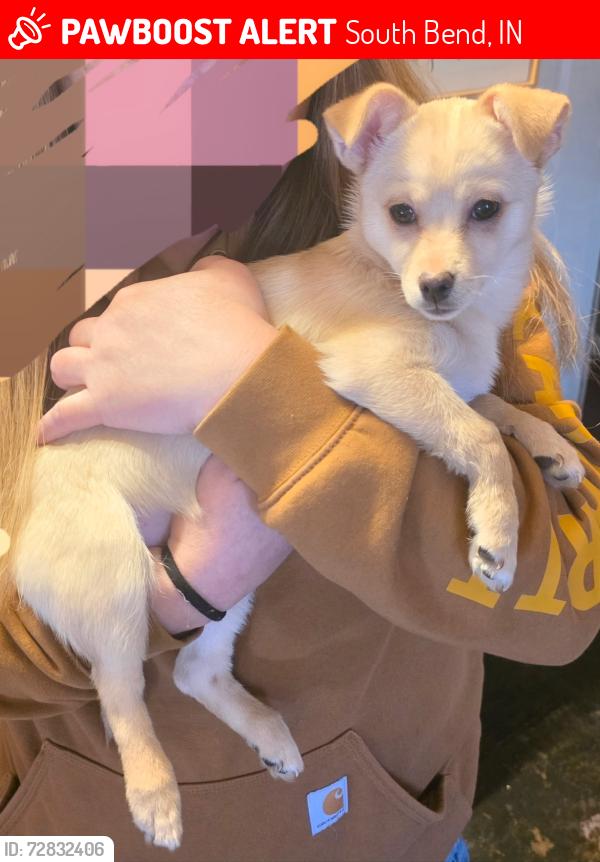 Lost Female Dog last seen Golden Oak Townhouses, South Bend, IN 46637