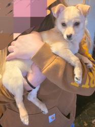 Lost Female Dog last seen Golden Oak Townhouses, South Bend, IN 46637