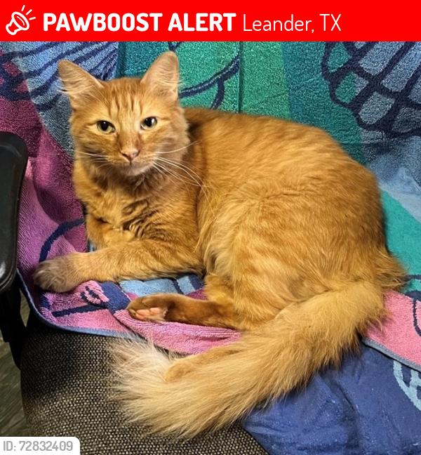 Lost Male Cat last seen Jennifer Ln and Baker Ln, Leander, TX 78641