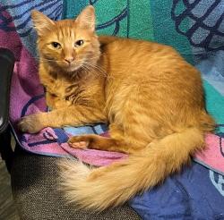 Lost Male Cat last seen Jennifer Ln and Baker Ln, Leander, TX 78641