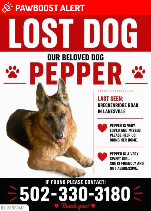 Lost Male Dog last seen Breckinridge road and Hwy 62, Franklin Township, IN 47112