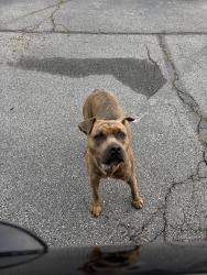 Found/Stray Male Dog last seen Dollar General Jonesboro Road Forest Park, Forest Park, GA 30297