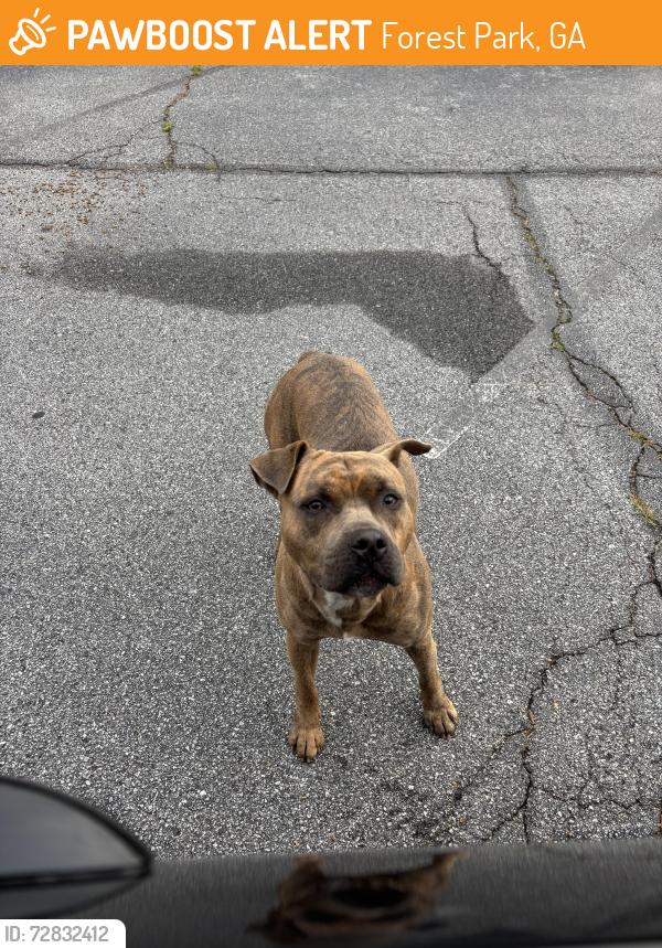 Found/Stray Male Dog last seen Dollar General Jonesboro Road Forest Park, Forest Park, GA 30297