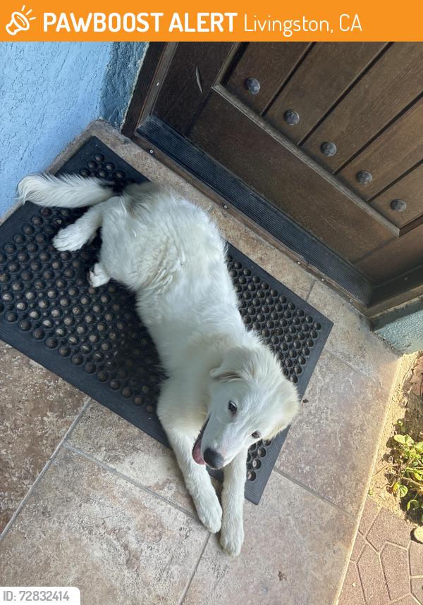 Found/Stray Unknown Dog last seen Celia , Livingston, CA 95334