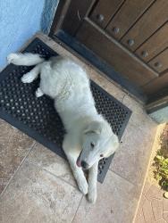 Found/Stray Unknown Dog last seen Celia , Livingston, CA 95334