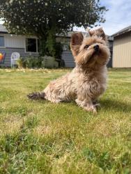 Lost Female Dog last seen 143rd & 6th , Burien, WA 98166