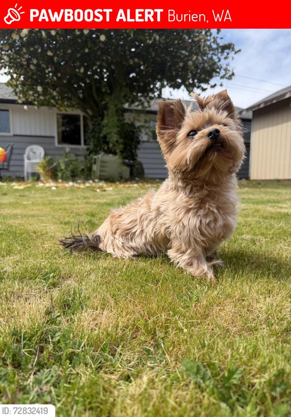 Lost Female Dog last seen 143rd & 6th , Burien, WA 98166