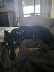 Lost Male Dog last seen Camino lago vista, Spring Valley, CA 91977