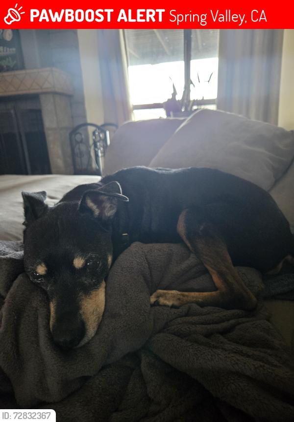 Lost Male Dog last seen Camino lago vista, Spring Valley, CA 91977