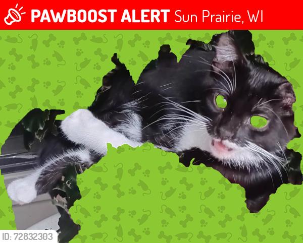 Lost Male Cat last seen Near E Main st Sun Prairie, Sun Prairie, WI 53590