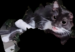 Lost Male Cat last seen Near E Main st Sun Prairie, Sun Prairie, WI 53590