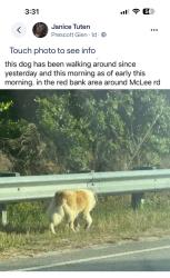 Found/Stray Male Dog last seen mclee rd, White Knoll, SC 29073